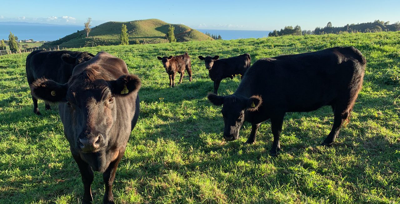 Ellis Creek Farm Angus Beef