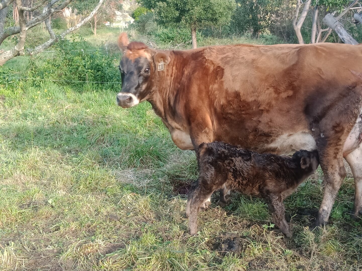 Cow with newborn calf