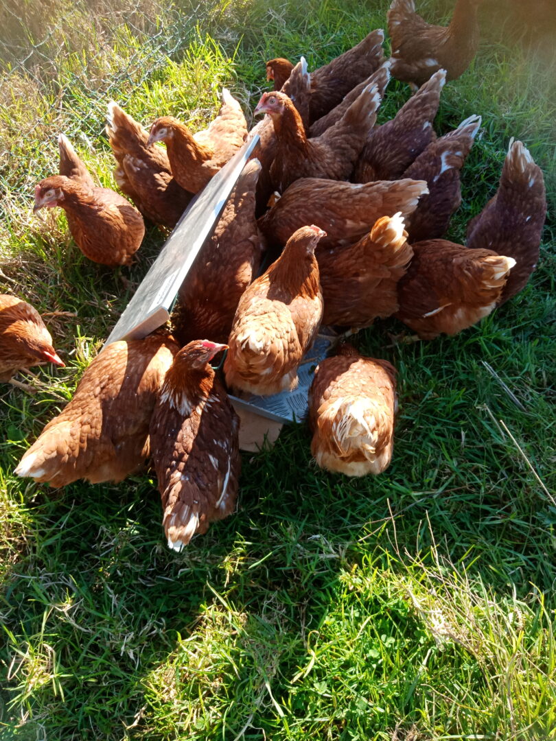 New pullets settling in to their new home