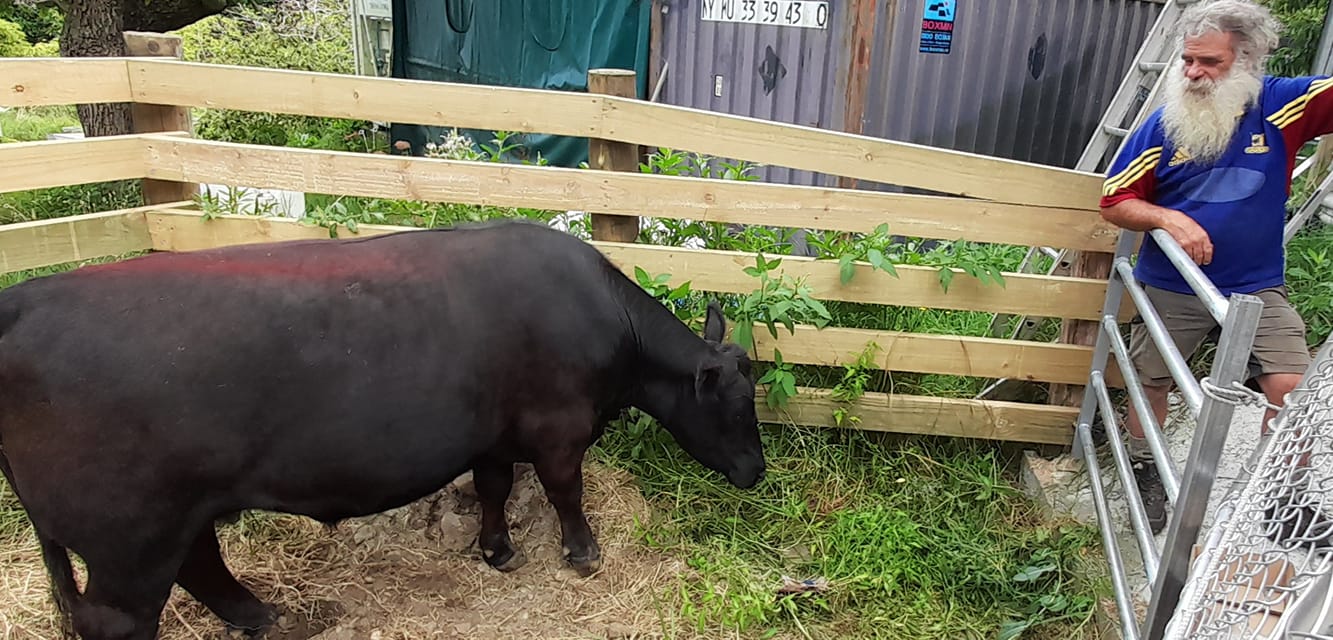 Cattle beast in pen