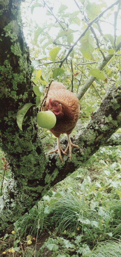 Free Range Hen!!!!