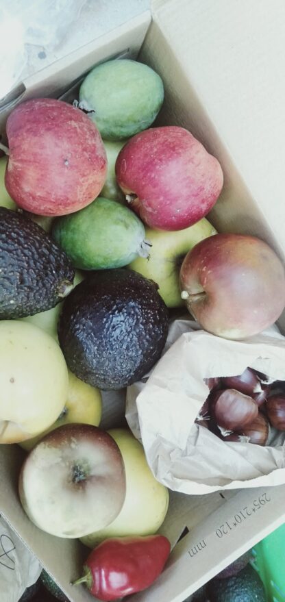 Seasonal Fruit Box